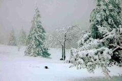 Schwarzwald F