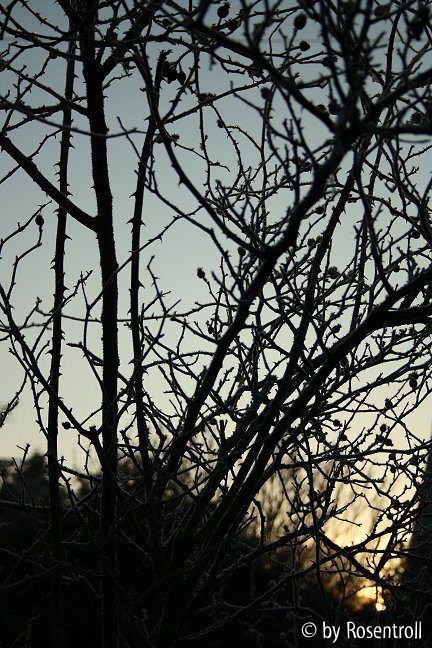 Sonnenaufgang im Winter