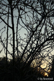 Sonnenaufgang im Winter