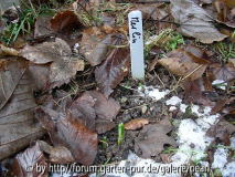 Galanthus Merlin Austrieb