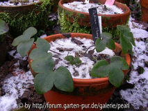 Hepatica MT im Dezember