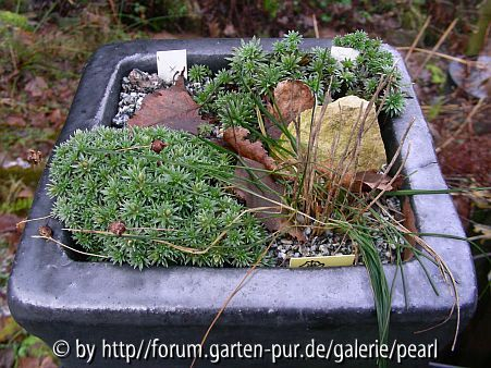 Saxifraga Trog