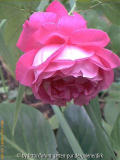 Glinde3