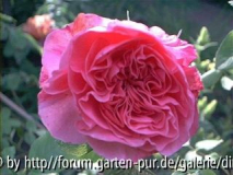 Glinde4