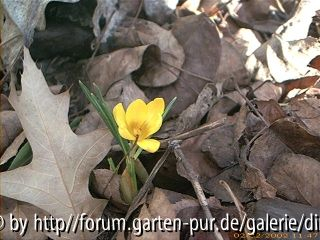 Glinde5