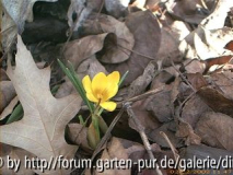 Glinde5