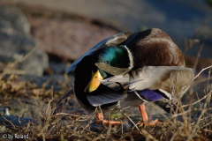 Ente bei Gymnastik