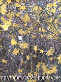 jasminum nudiflorum