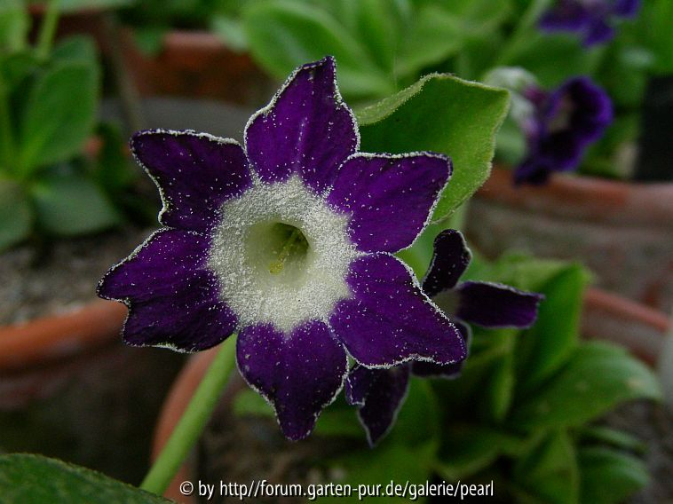 Star Flowers