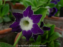 Star Flowers