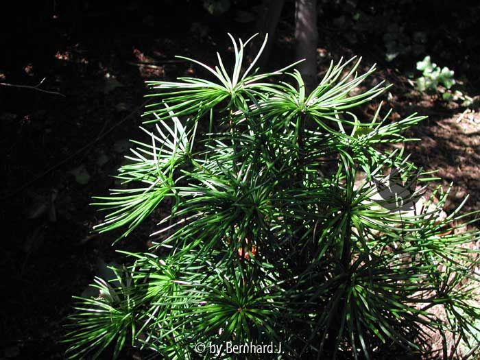 Sciadopitys verticillata