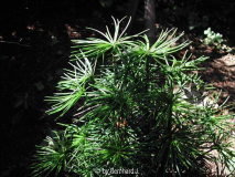 Sciadopitys verticillata