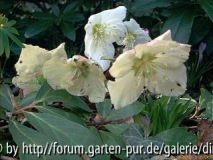 Glinde10