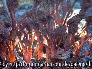 Glinde11
