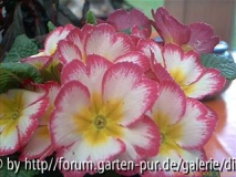 Glinde12