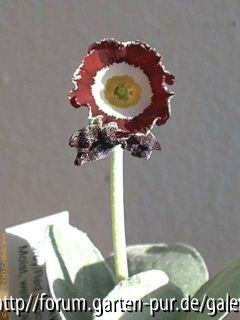 Glinde13