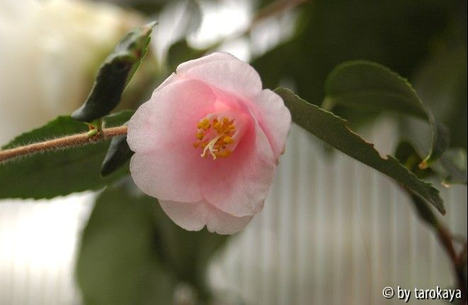 rosiflora cascade09