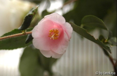 rosiflora cascade09