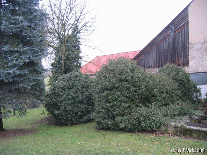 Efeu ca über 30 Jahre alt aufgenommen Januar 2010