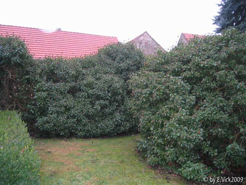 Der gesamte Efeu