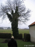 Esche mit Efau eingehüllt