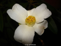'Showa-wabisuke' syn. C. saluenensis 'Appleblossom'