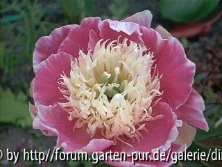 Paeonia Vista