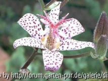 tricyrtis