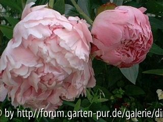 Pfingstrosen