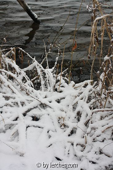 Havel im Neujahrsschnee 06