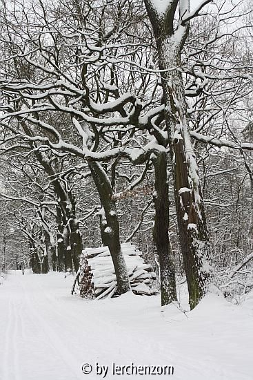 Eichen im Schnee 01