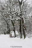 Eichen im Schnee 01
