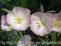 Oenothera speciosa