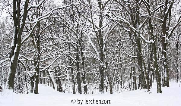 Eichen im Schnee 02