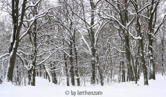 Eichen im Schnee 02