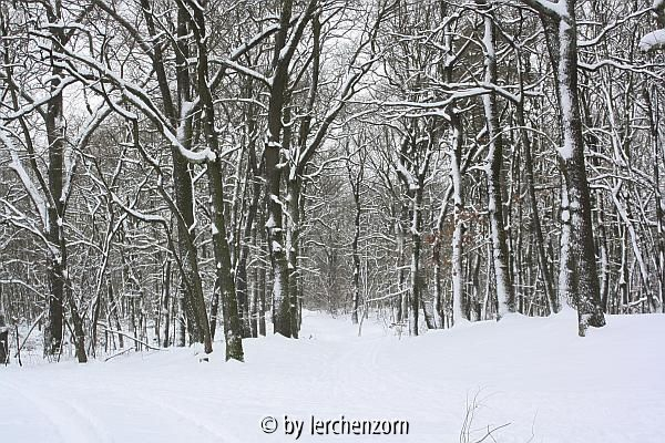 Eichen im Schnee 03