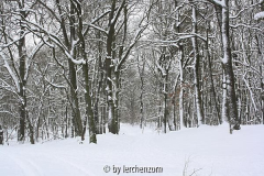 Eichen im Schnee 03