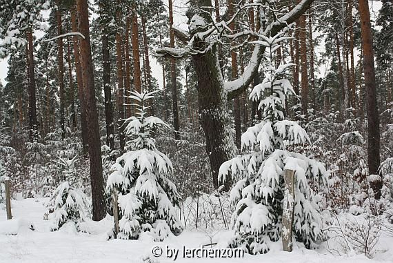 Eichen im Schnee 04