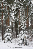 Eichen im Schnee 05