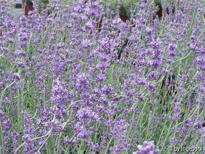 Lavendel