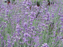 Lavendel
