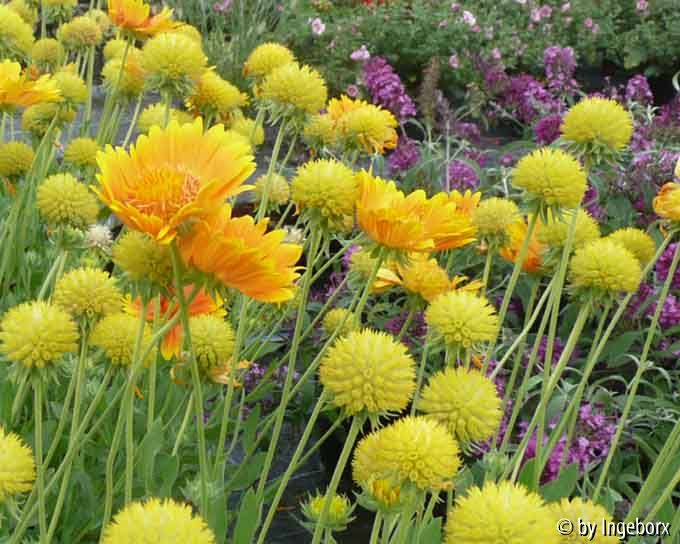 Gaillarda