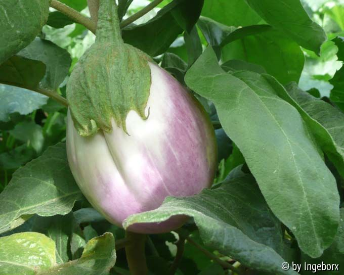 Aubergine