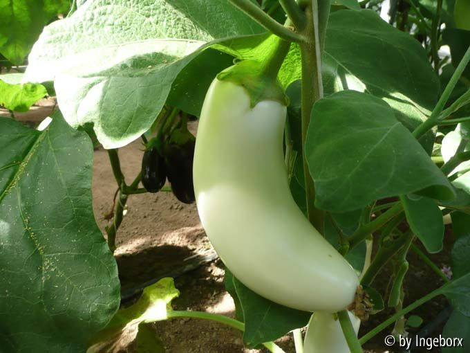 Aubergine