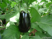 Aubergine