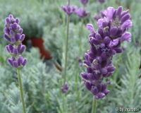 Lavendel