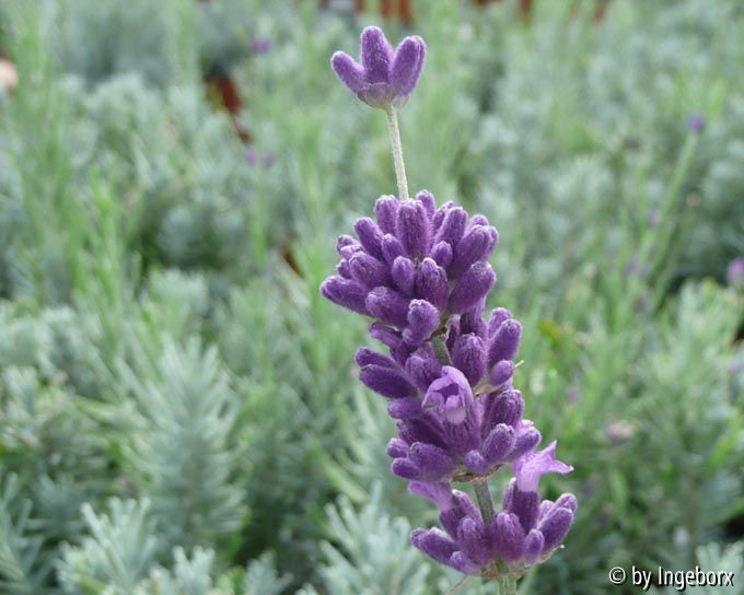 Lavendel