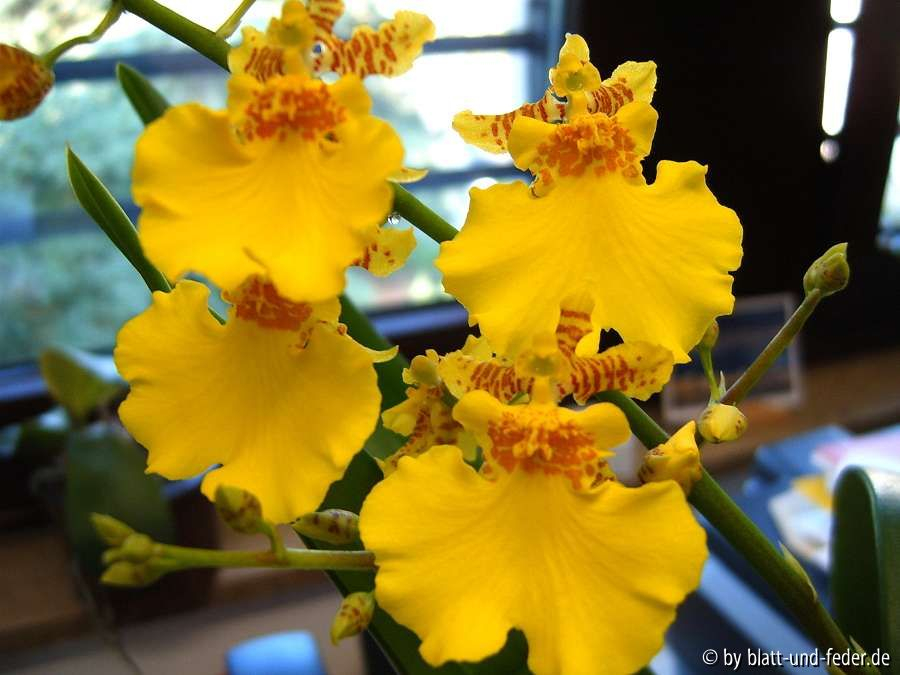 Oncidium-Hybride