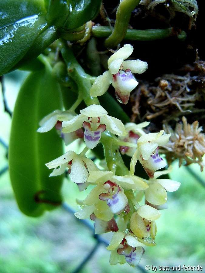 Saccolabium quisumbingii