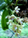 Saccolabium quisumbingii